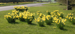 Daffodils in Spring in the village